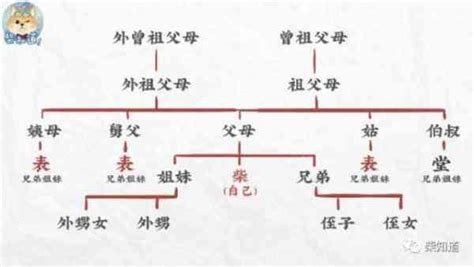 表堂怎麼分|科普︱親戚稱謂中的表和堂該怎麼區分？